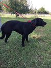 Dyna -Tripod pup