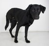 Dyna -Tripod pup