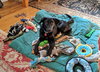 Dyna -Tripod pup