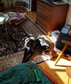 Dyna -Tripod pup