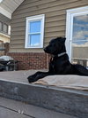 Dyna -Tripod pup