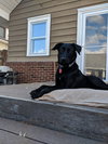 Dyna -Tripod pup