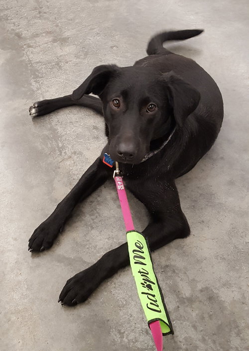 Dyna -Tripod pup