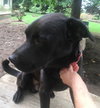 Koby