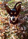 Cheech  -Pup