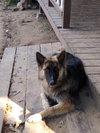 Chessa Pup