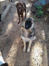 Chessa Pup