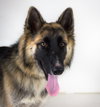 Chessa Pup
