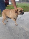 Gemmy