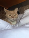 Seamus III