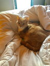 Seamus III