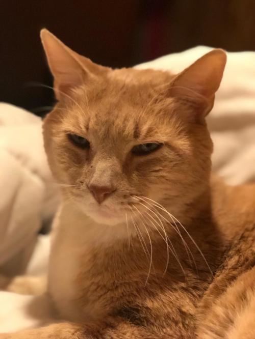 Seamus III
