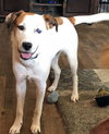 Shasta Pup