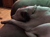 Shasta Pup
