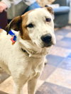 Shasta Pup