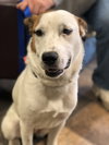 Shasta Pup