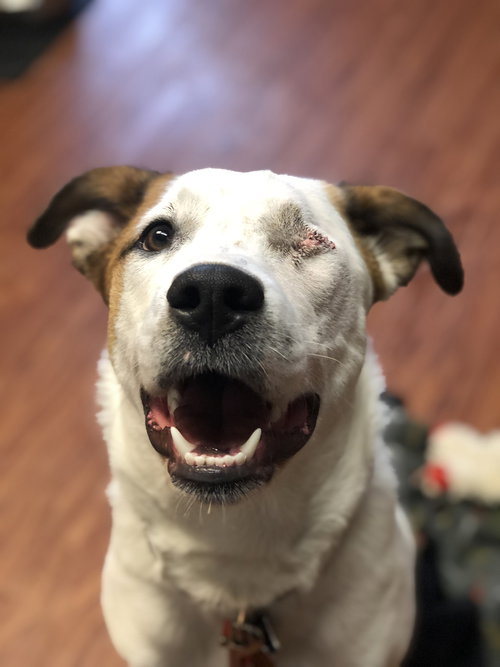 Shasta Pup