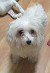 Dixie Senior