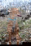 Foxy