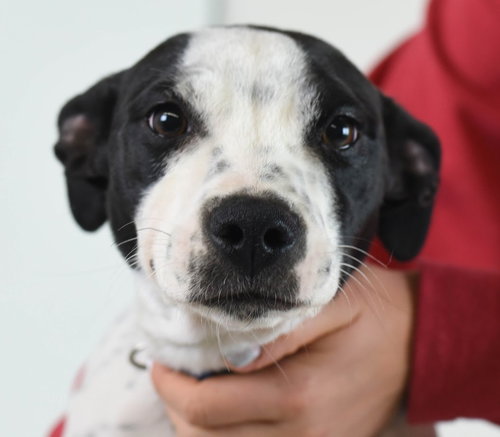 Joni Puppy