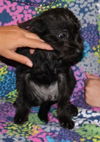 Dasha Puppy