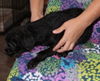Dasha Puppy