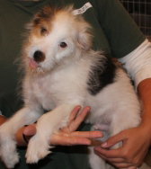 Groves Puppy