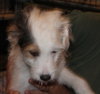 Groves Puppy
