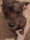 Gretta