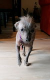 Mohawk
