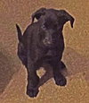Shirley Puppy