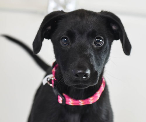 Shirley Puppy