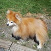 Sophie -Senior