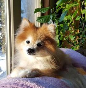 Sophie -Senior