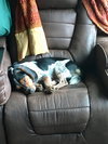 Herbie