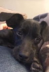 Bobie Pup