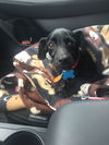 Bobie Pup