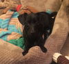 Bobie Pup