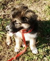Kiva Pup
