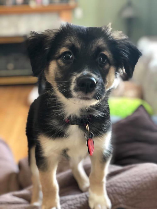 Kiva Pup