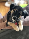 Kiva Pup