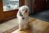 Archie