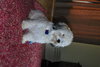 Archie