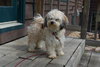 Archie