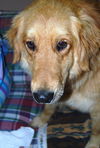 Baxter