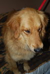 Baxter