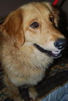 Baxter
