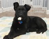 Aurora Puppy