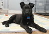 Aurora Puppy