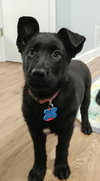 Aurora Puppy